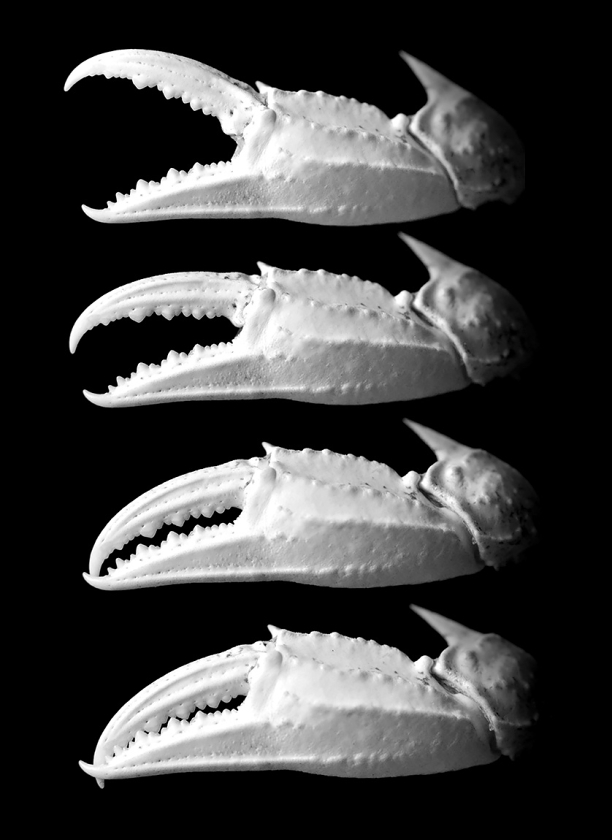 schaar zwemkrab 9-2023 8947